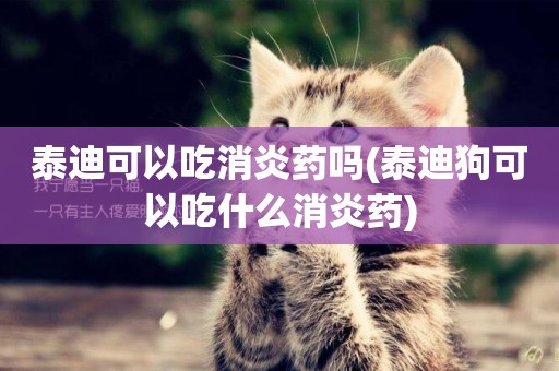 泰迪可以吃消炎藥嗎(泰迪狗可以吃什么消炎藥)