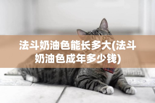 法斗奶油色能長多大(法斗奶油色成年多少錢)
