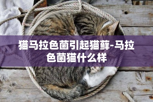 貓馬拉色菌引起貓蘚-馬拉色菌貓什么樣