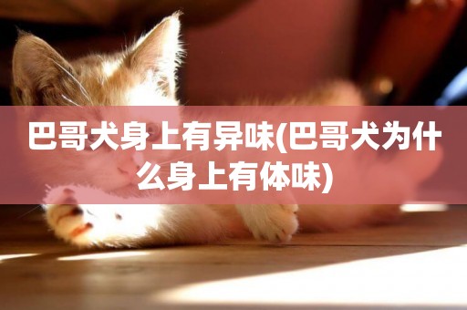 巴哥犬身上有異味(巴哥犬為什么身上有體味)