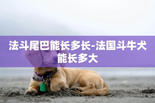 法斗尾巴能長多長-法國斗牛犬能長多大