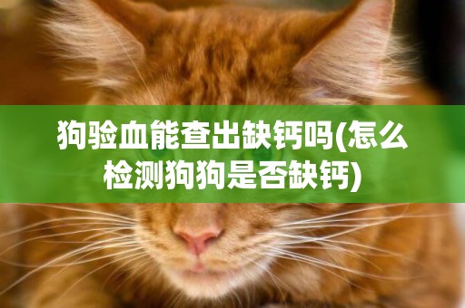 狗驗血能查出缺鈣嗎(怎么檢測狗狗是否缺鈣)