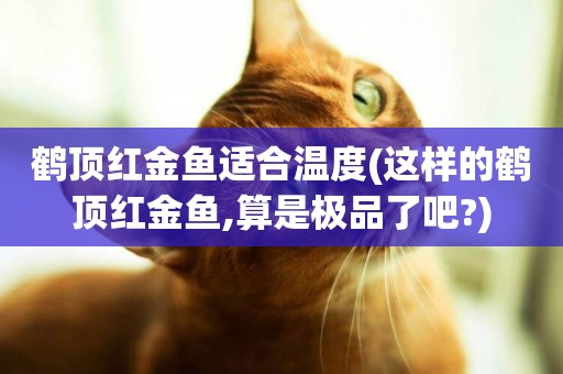 鶴頂紅金魚適合溫度(這樣的鶴頂紅金魚,算是極品了吧?)