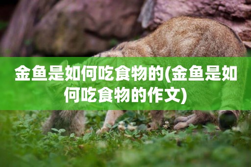 金魚是如何吃食物的(金魚是如何吃食物的作文)