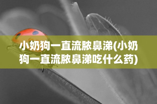 小奶狗一直流膿鼻涕(小奶狗一直流膿鼻涕吃什么藥)