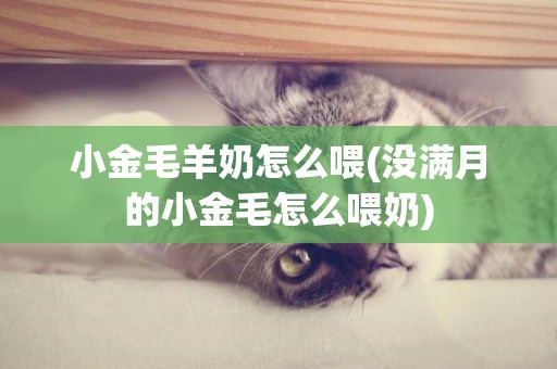 小金毛羊奶怎么喂(沒滿月的小金毛怎么喂奶)