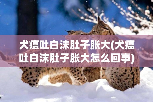 犬瘟吐白沫肚子脹大(犬瘟吐白沫肚子脹大怎么回事)