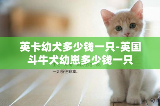 英卡幼犬多少錢一只-英國斗牛犬幼崽多少錢一只