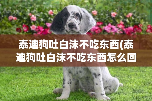 泰迪狗吐白沫不吃東西(泰迪狗吐白沫不吃東西怎么回事)