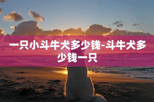 一只小斗牛犬多少錢-斗牛犬多少錢一只