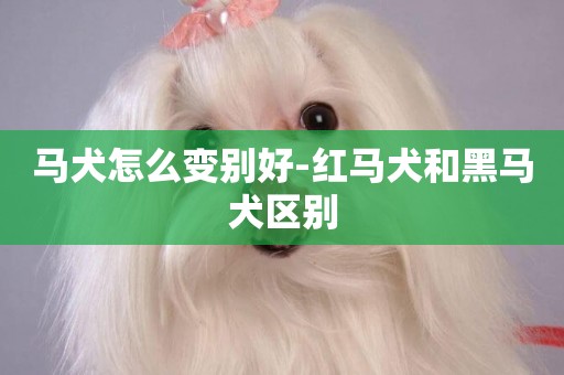 馬犬怎么變別好-紅馬犬和黑馬犬區別