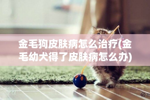 金毛狗皮膚病怎么治療(金毛幼犬得了皮膚病怎么辦)