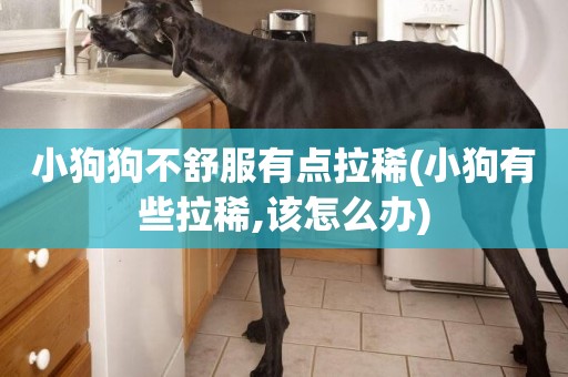 小狗狗不舒服有點拉稀(小狗有些拉稀,該怎么辦)