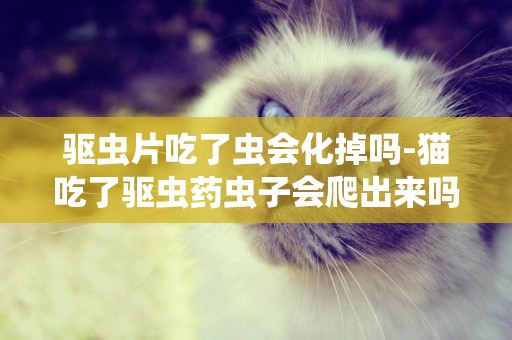 驅蟲片吃了蟲會化掉嗎-貓吃了驅蟲藥蟲子會爬出來嗎