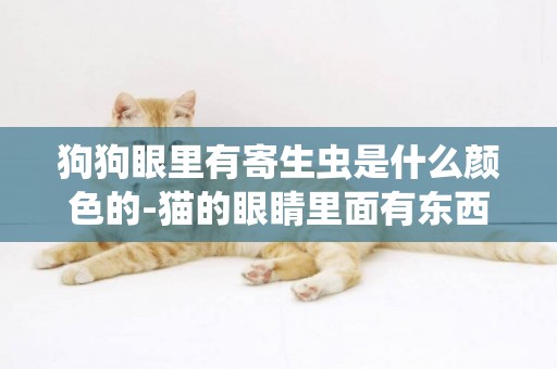 狗狗眼里有寄生蟲是什么顏色的-貓的眼睛里面有東西是什么顏色