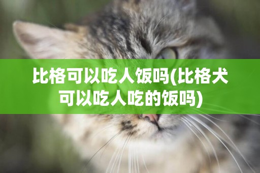 比格可以吃人飯嗎(比格犬可以吃人吃的飯嗎)