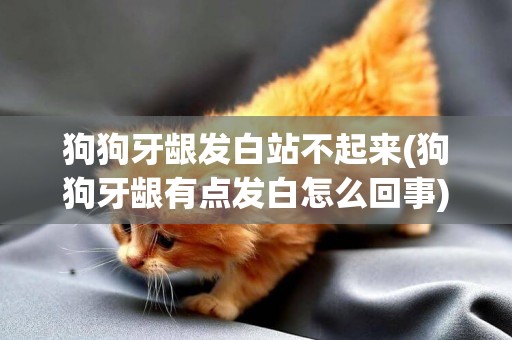 狗狗牙齦發白站不起來(狗狗牙齦有點發白怎么回事)