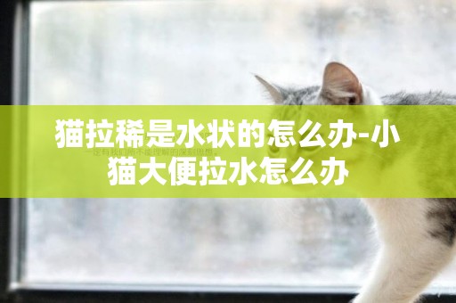 貓拉稀是水狀的怎么辦-小貓大便拉水怎么辦