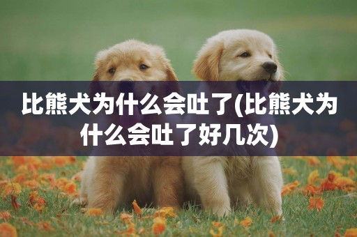 比熊犬為什么會吐了(比熊犬為什么會吐了好幾次)