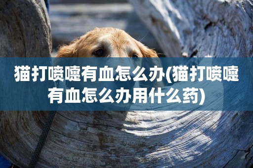 貓打噴嚏有血怎么辦(貓打噴嚏有血怎么辦用什么藥)