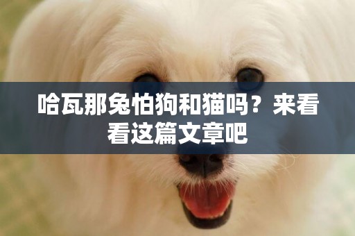 哈瓦那兔怕狗和貓嗎?來看看這篇文章吧 哈瓦那兔怕狗和貓嗎?來看看這篇文章吧