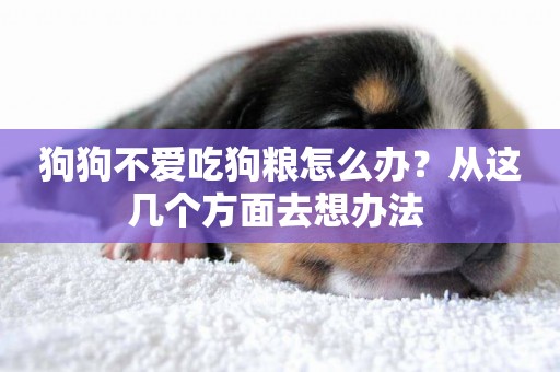 狗狗不愛吃狗糧怎么辦？從這幾個方面去想辦法 