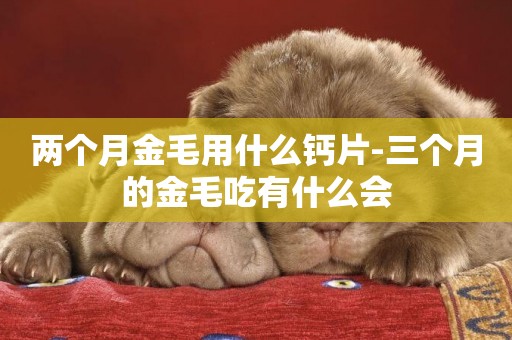 兩個月金毛用什么鈣片-三個月的金毛吃有什么會