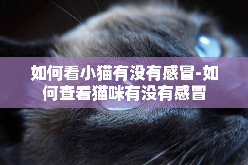 如何看小貓有沒有感冒-如何查看貓咪有沒有感冒