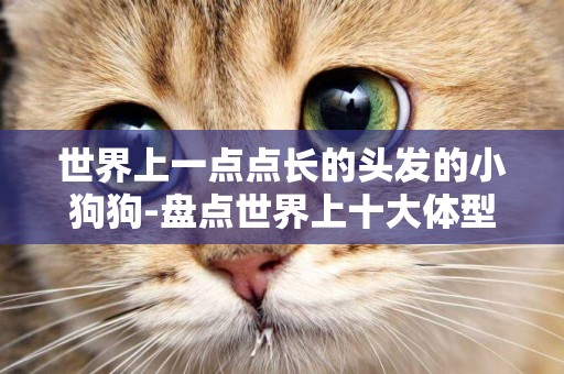 世界上一點點長的頭發的小狗狗-盤點世界上十大體型最小的狗狗
