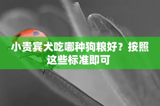 小貴賓犬吃哪種狗糧好？按照這些標準即可 
