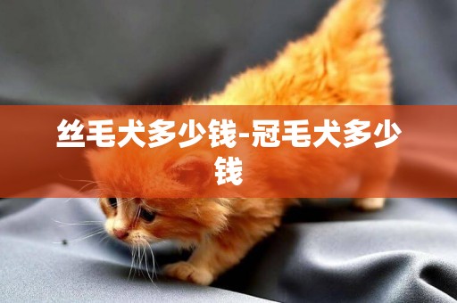 絲毛犬多少錢-冠毛犬多少錢