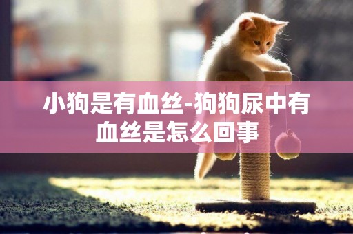 小狗是有血絲-狗狗尿中有血絲是怎么回事