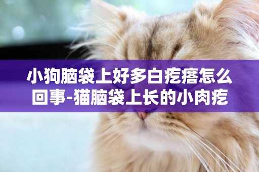 小狗腦袋上好多白疙瘩怎么回事-貓腦袋上長的小肉疙瘩怎么辦