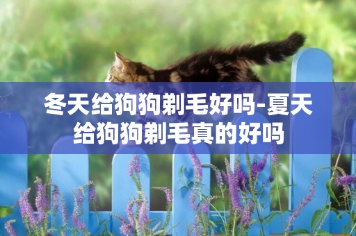 冬天給狗狗剃毛好嗎-夏天給狗狗剃毛真的好嗎