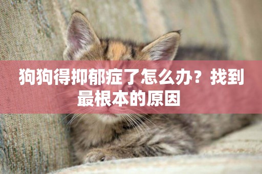 狗狗得抑郁癥了怎么辦？找到最根本的原因 