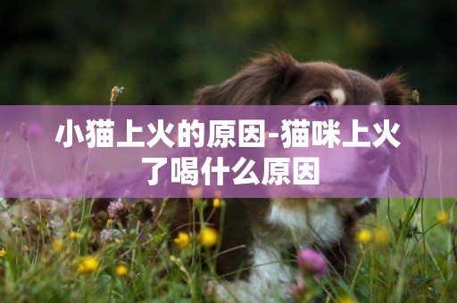 小貓上火的原因-貓咪上火了喝什么原因