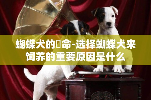 蝴蝶犬的壽命-選擇蝴蝶犬來飼養的重要原因是什么