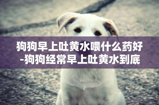 狗狗早上吐黃水喂什么藥好-狗狗經常早上吐黃水到底是什么原因