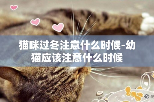 貓咪過冬注意什么時候-幼貓應該注意什么時候