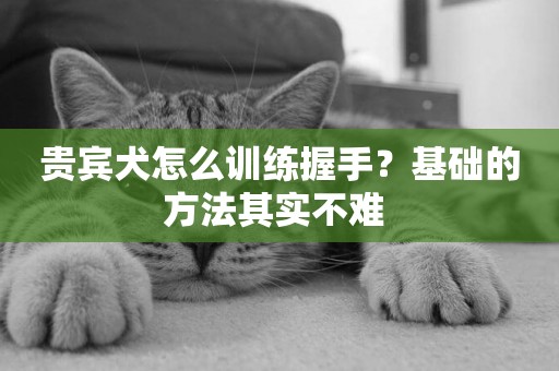 貴賓犬怎么訓練握手？基礎的方法其實不難 