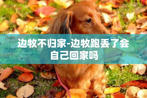 邊牧不歸家-邊牧跑丟了會自己回家嗎