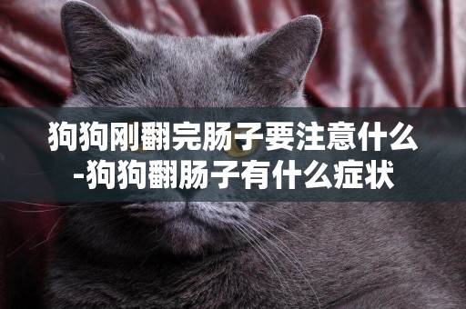 狗狗剛翻完腸子要注意什么-狗狗翻腸子有什么癥狀