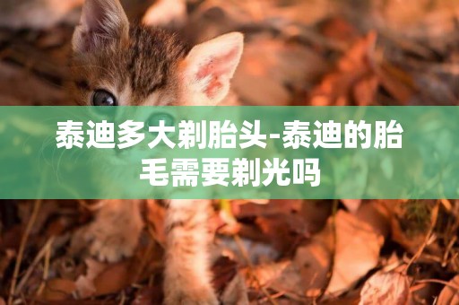 泰迪多大剃胎頭-泰迪的胎毛需要剃光嗎