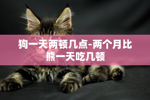 狗一天兩頓幾點-兩個月比熊一天吃幾頓