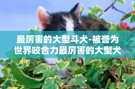 最厲害的大型斗犬-被譽為世界咬合力最厲害的大型犬排名