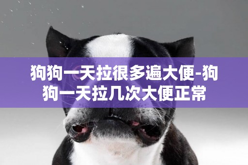 狗狗一天拉很多遍大便-狗狗一天拉幾次大便正常