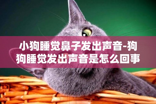 小狗睡覺鼻子發出聲音-狗狗睡覺發出聲音是怎么回事