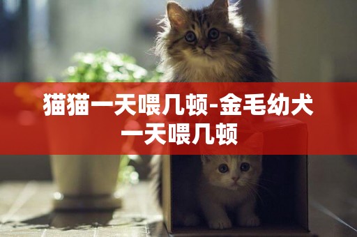貓貓一天喂幾頓-金毛幼犬一天喂幾頓