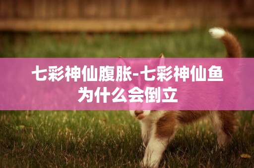 七彩神仙腹脹-七彩神仙魚為什么會倒立