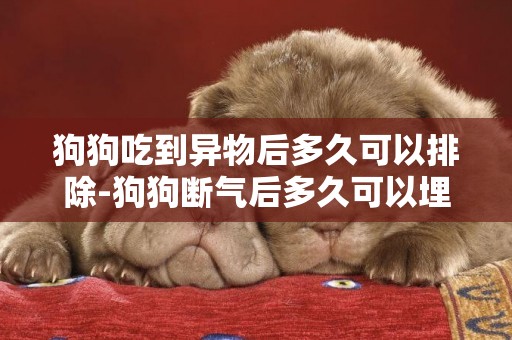 狗狗吃到異物后多久可以排除-狗狗斷氣后多久可以埋